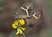 Spanish gatekeeper (Pyronia bathseba) mating, Mont Ventoux, Provence, France