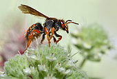 Cotton bee (Rhodanthidium sticticum) on Felty germander (Teucrium polium) with a parasite stuck to the back of the thorax, Mont Ventoux, Provence, France