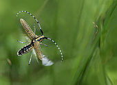 Golden-bloomed Grey Longhorn (Agapanthia villosoviridescens) in flight, Vosges du Nord Regional Nature Park, France