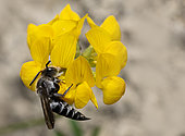 Parasitic bee, Dull-vented Sharp-tail (Coelioxys elongata) female on Horseshoe vetch (Hippicrepis comosa) Mont Ventoux, Provence, France