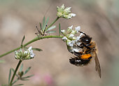 Andrène noire bronzée (Andrena nigroaenea) femelle butinant la badasse (Dorycnium pentaphyllum), Mont Ventoux, Provence, France