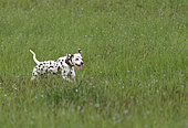Dalmatian dog running free in the meadows, Brittany, France