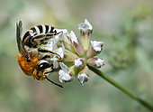 Bare-Saddled Colletes (Colletes similis) female on Dorycnium (Dorycnium pentaphyllum), Mont Ventoux, Provence, France