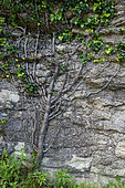 Ivy (Hedera helix) on an old house wall, France