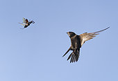 Black swift (Apus apus) encounters a kite (Lucanus cervus), digital composition, Vosges du Nord Regional Nature Park, France