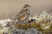 Redwing (Turdus iliacus coburni), adult standing on the ground, Northeastern Region Iceland