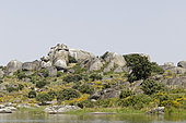 White stork (Ciconia ciconia) nest on boulders, Los Barruecos, Spain