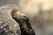 Portrait of Griffon Vulture (Gyps fulvus) in flight, Extremadura, Spain