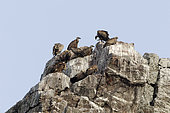 Griffon vultures (Gyps fulvus) on a cliff, Extremadura, Spain