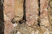 Griffon vulture (Gyps fulvus) in nest with young vulture, Extremadura, Spain