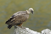 Griffon vulture (Gyps fulvus) on a rock, Extremadura, Spain
