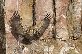 Griffon vulture (Gyps fulvus) arriving at the nest, Extremadura, Spain