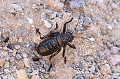Bush-Cricket (Eugaster nigripes), Morocco