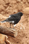 Juvenile White-crowned Wheatear (Oenanthe leucopyga), Morocco