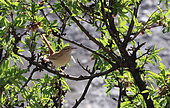 Rufous-tailed Scrub Robin (Cercotrichas galactotes) on a branch, Morocco
