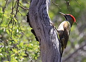 Levaillant's woodpecker (Picus vaillantii) on a trunk, Morocco