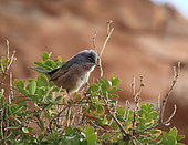 Tristam's Warbler (Curruca deserticola) on a branch, Morocco