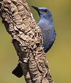 Blue Rock Trush (Monticola solitarius) on a branch, Morocco