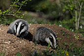 European badgers (Meles meles), National Forest Park, Haute Marne, Grand Est Region, France