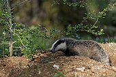 European badger (Meles meles), National Forest Park, Haute Marne, Grand Est Region, France