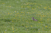 Forest cat (felis sylvestris) in a meadow, Parc national de forêts, Haute Marne, Grand Est, France