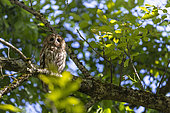 Tawny Owl (Strix aluco) in its tree, Alsace, Grand Est, France