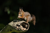 Red squirrel (Sciurus vulgaris) eating a nut, Alsace, Grand Est, France