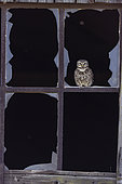 Little owl (Athene noctua) on a rusty window with broken glass, Alsace, Grand Est, France