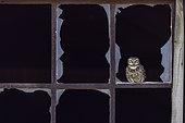 Little owl (Athene noctua) on a rusty window with broken glass, Alsace, Grand Est, France