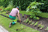 Municipal gardener planting flowers in pots next to a large Aralia Fatsia plant in the Parc de Tessè, Le Mans, Sarthe, France