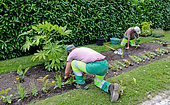 Municipal gardener planting flowers in pots next to a large Aralia Fatsia plant in the Parc de Tessè, Le Mans, Sarthe, France
