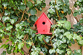 Red nest box in a climbing rose, Beaufay, Sarthe, France