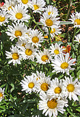Daisies in bloom, Beaufay, Sarthe, France