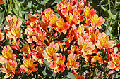 Parrot lily (Alstroemeria sp) flowers, Sarthe, France