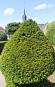Conifer after topiary pruning, Beaufay, Sarthe, France
