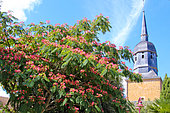 Silk tree (Albizia julibrissin) and church tower in the village of Beaufay, Sarthe, Pays de la Loire, France