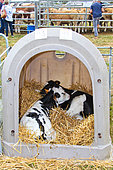 Calf kennel, agricultural fair, Sarthe, France