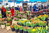 Florist at the Jacobins market on a Sunday morning, Le Mans, Sarthe, Pays de la Loire, France