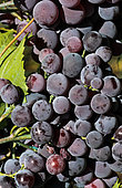 Bunch of Muscat d'Hambourg grapes. Black table grape. France