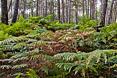 Fern in the undergrowth of a forest, Sarthe, France