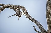 African Harrier-Hawk (Polyboroides typus) spread wings hunting bird in nest in Greater Kruger National park, South Africa
