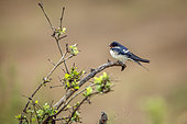 Barn Swallow (Hirundo rustica) standing on a branch shrub in Greater Kruger National park, South Africa