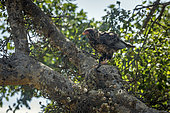 Bateleur Eagle (Terathopius ecaudatus) juvenile eating a prey in Greater Kruger national park, South Africa