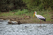Black winged stilt (Himantopus himantopus) with yellow billed stork (Mycteria ibis) in background in Greater Kruger National park, South Africa