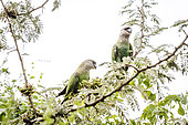 Brown headed Parrot (Poicephalus cryptoxanthus) couple eating fruit in a tree in greater Kruger national park, South Africa