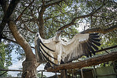 Cape vulture (Gyps coprotheres) spread wings in Moholoholo animal rehabilitation center, South Africa