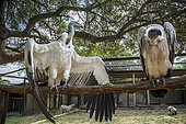 Two Cape vultures (Gyps coprotheres) spread wings in Moholoholo animal rehabilitation center, South Africa