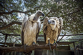 Two Cape vultures (Gyps coprotheres) in Moholoholo animal rehabilitation center, South Africa