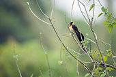 Eastern Paradise-Whydah (Vidua paradisaea) male standing on a bush in Greater Kruger National park, South Africa
