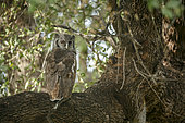 Verreaux Eagle-Owl (Ketupa lactea) standing on a branch in Greater Kruger National park, South Africa
